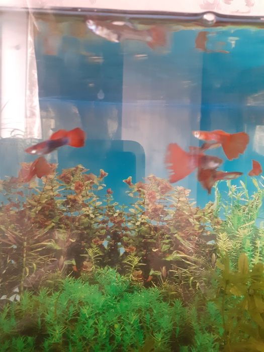 Продам аквариумных рыбок.