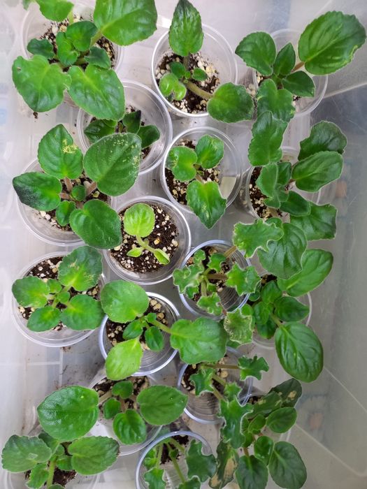 Ф и а л к а  комнатная