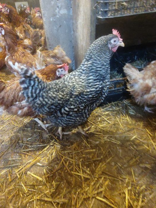 Vând găini ouătoare și ouă