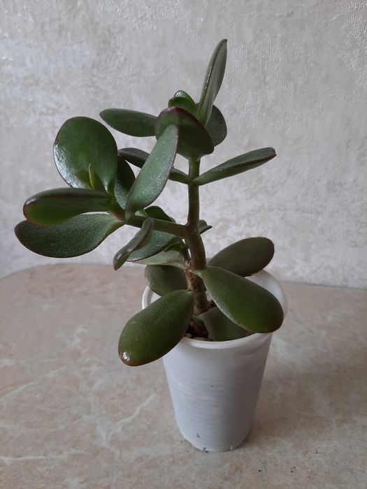 Комнатные цветочки