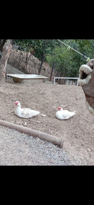 Утки продам индоутки