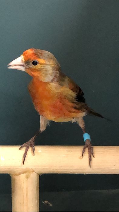 Канарейка кенор самец гибрид