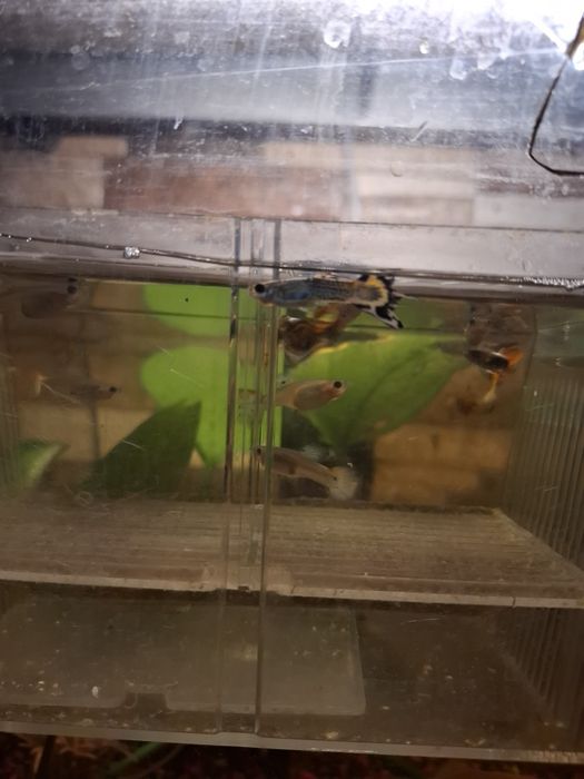 Pești Guppy & Xipho