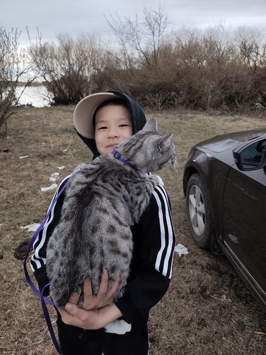 Отдам кошку в добрые руки