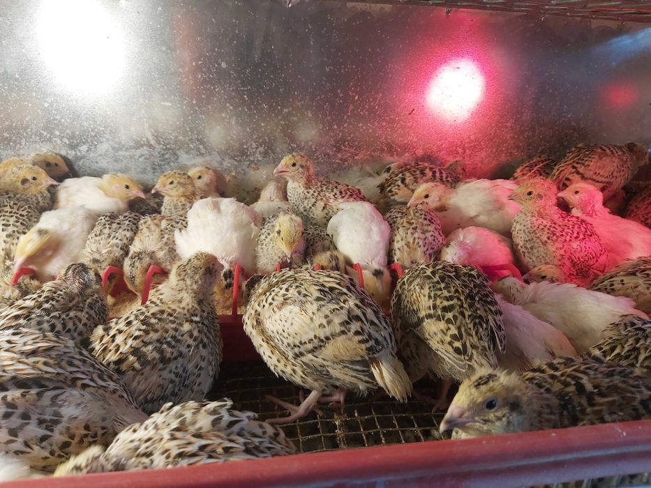 Pui prepelita si prepelițe outoare Jumbo Gold, Polara, Japoneza,Tuxedo