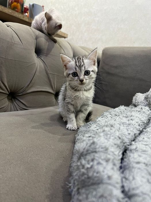 Британские ласковые котята