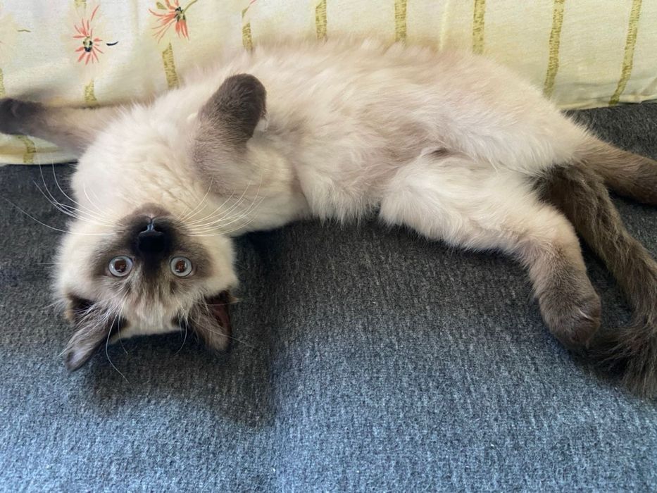 Сиамская кошка сатылады