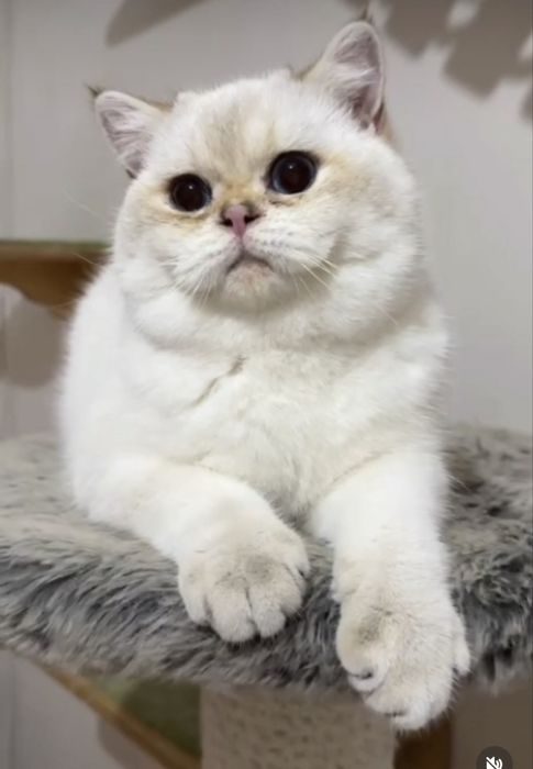 britan ny1133 muwuk ogilbola sotiladi