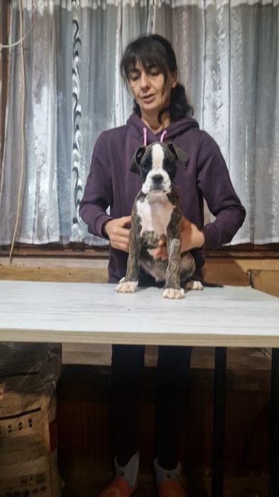 Продават се Немски Боксер