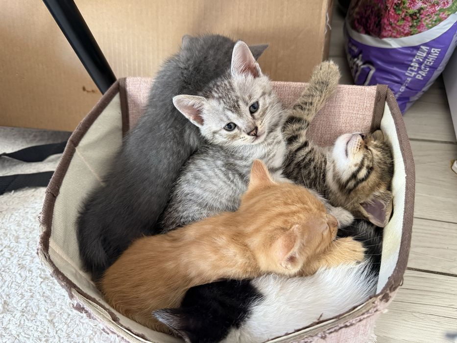 Котета търсят дом град Варна