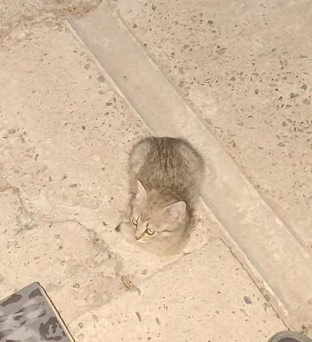 Отдадим котят в хорошие руки.