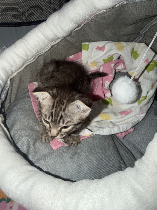 Котенок вислоухий