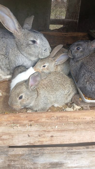 Iepuri Uriaș German