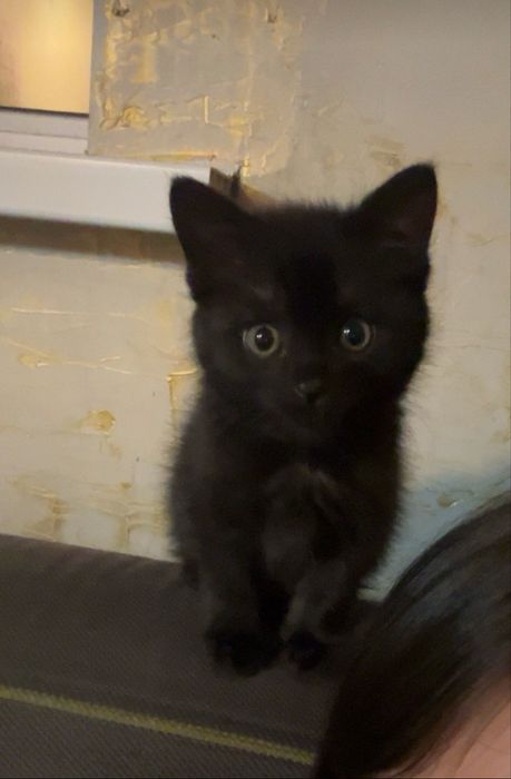 Котенка в хорошие руки