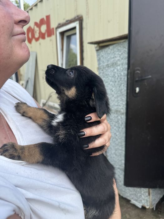 Отдадим щенят в добрые руки!