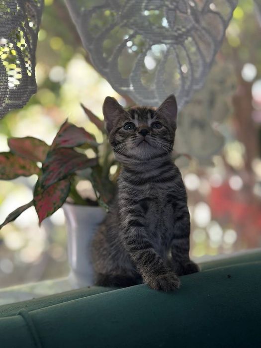 Котята ,отдам в добрые руки.