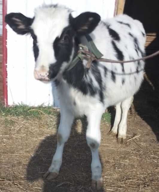 породистые телочки