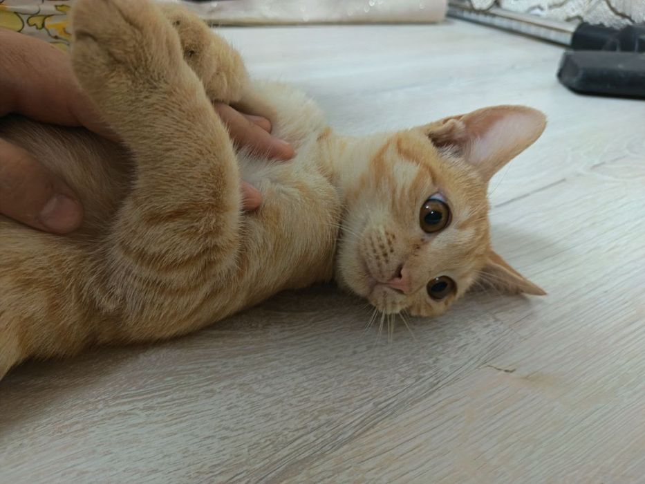 Мушук:4 ойли  киз бола