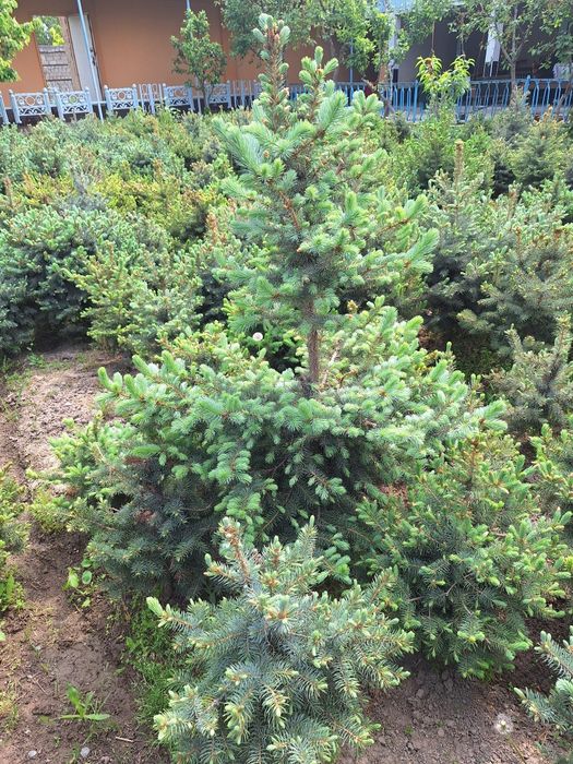 Голубая ель арчалари бор белгияники