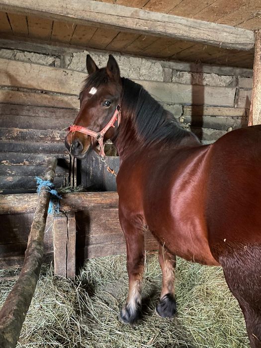 Vând 3 armăsari în vârstă de un jumate