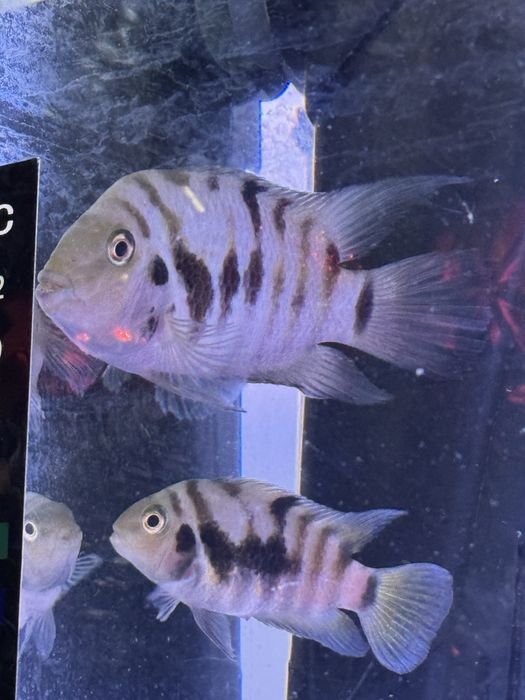 Pereche compatibila ciclide convict