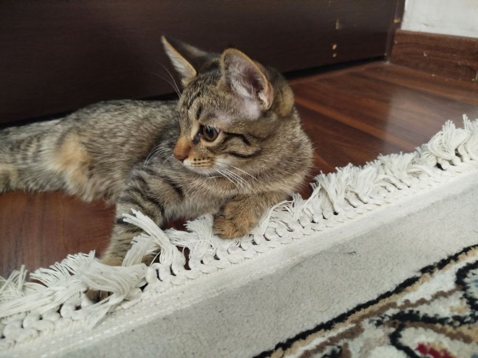 Кот,  4 месяц, чистый, без блохи, Застенчивый  по натуре и послушный,