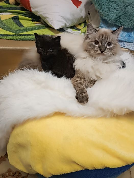 Срочно отдам умных котят.