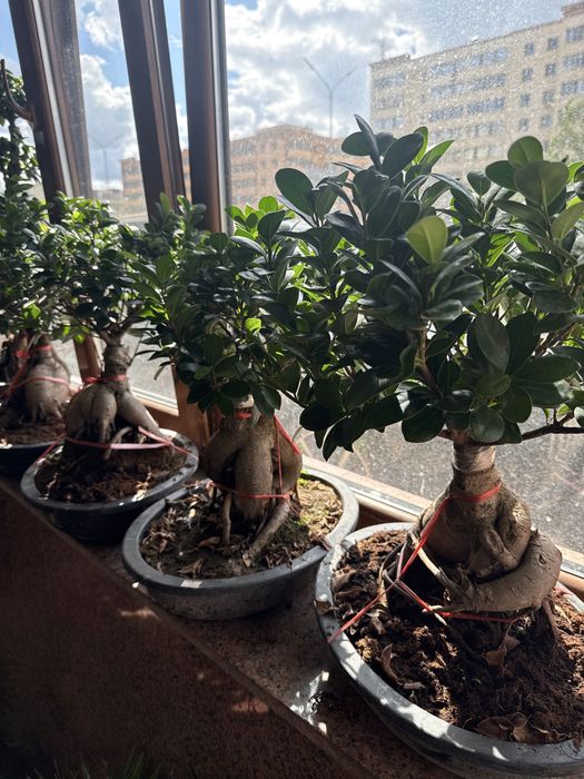 Бонсай дерево миллионера