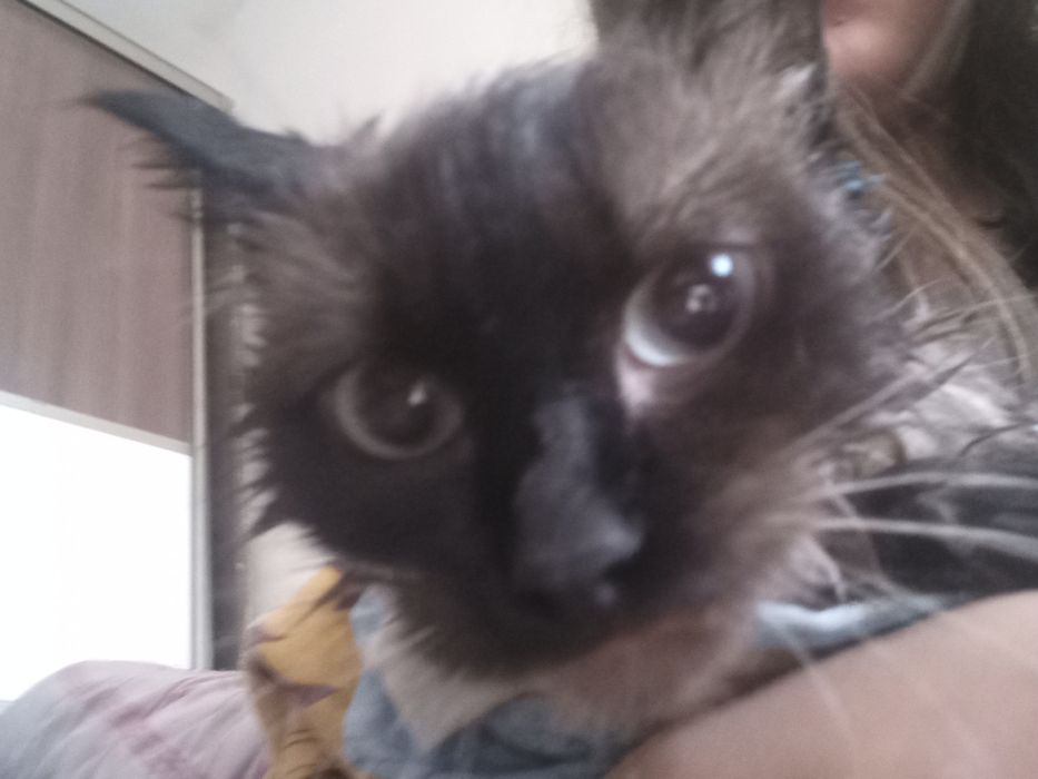 Пропала кошка сиамская