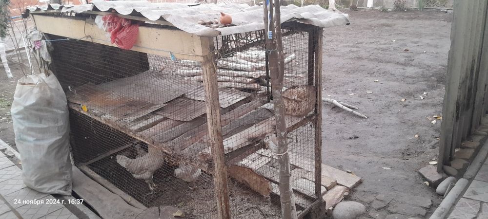 Товук катак сотилади 500000