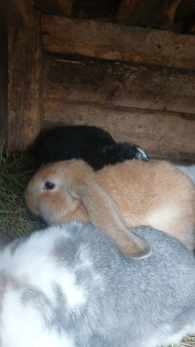 Vand toți ieprui 6 buc Berbec German