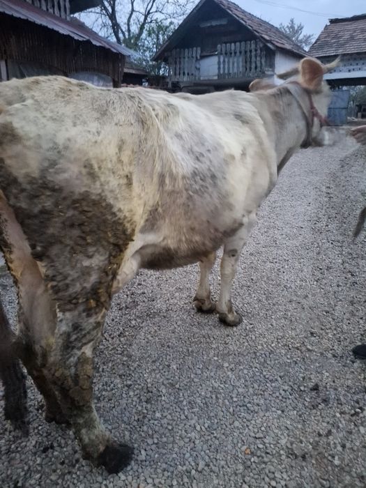Vacă de 4 ani gestantă din 15 decembrie cu belgă