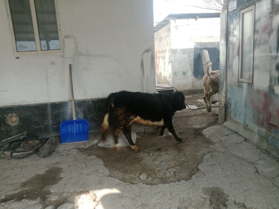 Ұрғашы тана сатылады