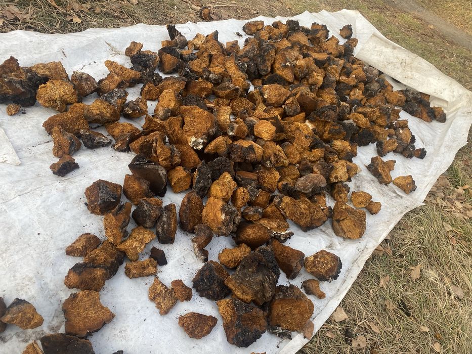 Продам чагу 2025 года сбора