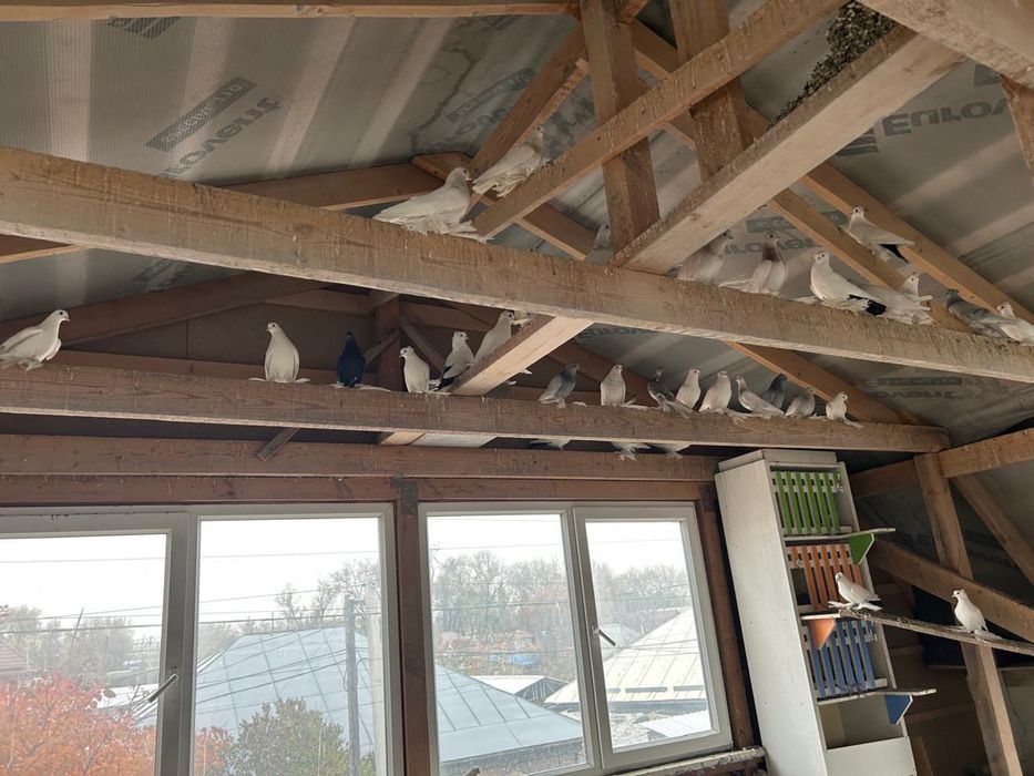 голуби разных пород .