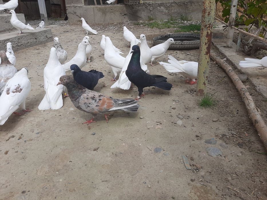 Голубкалар бар жақсы