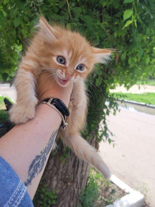 Рыжик к счастью ищет дом