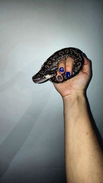 Малыши королевского питона