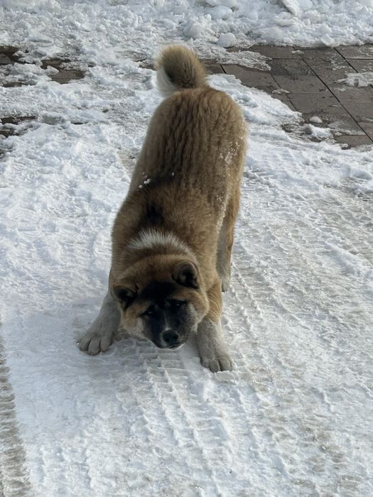 Продам акита ину 4 месяца