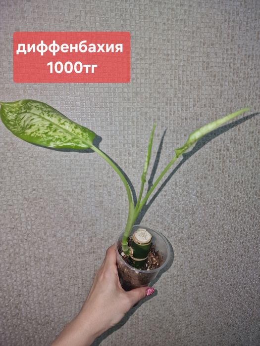 Продам комнатные растения