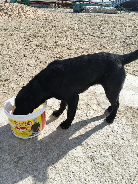 Собака породе Лобродор ретривер чёрного окраса.