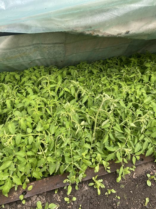 Продам рассаду помидор, томатов!