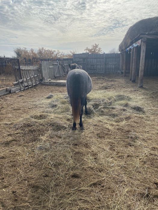 Продам жеребца