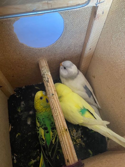 Попугайчики продам срочно