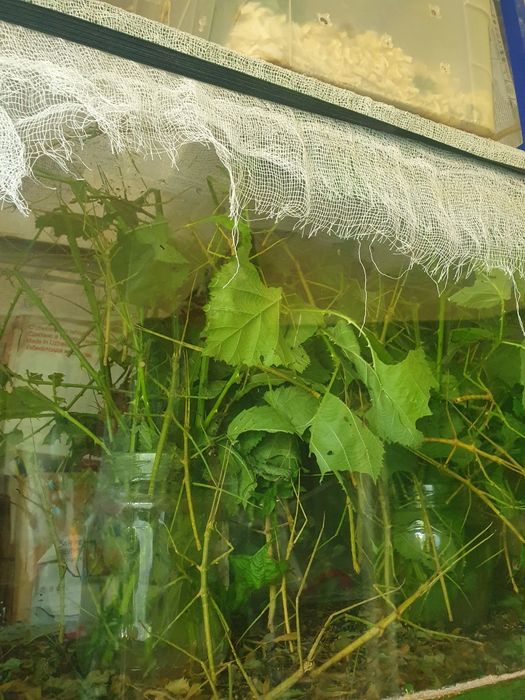 Палочники хорошие