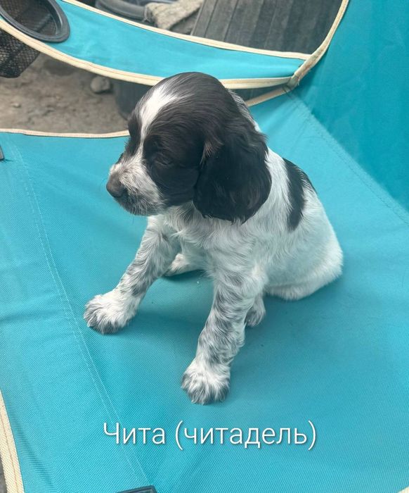 Продам Щенков  Русского Спаниеля