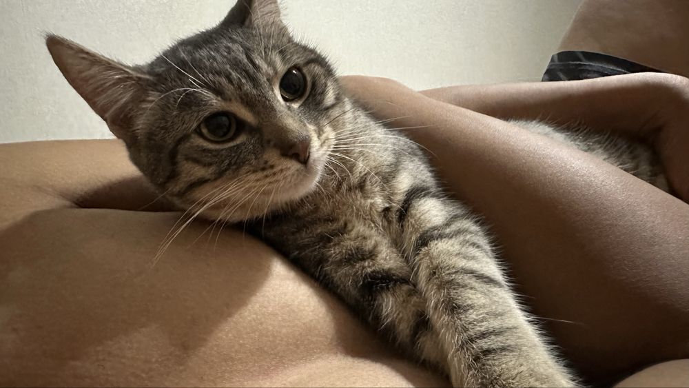 Пропал кот район Тимирязева Айманова!