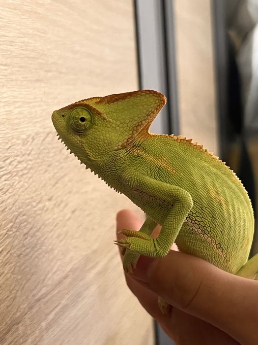 Vand terariu complet + cameleon
