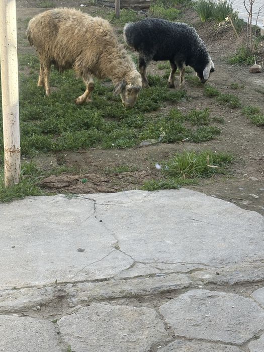 Ona bola qoy sotiladi