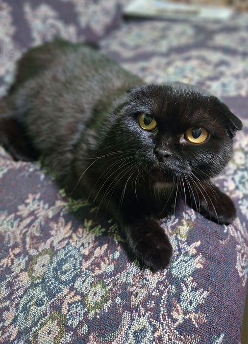 Котята шотландской вислаухой